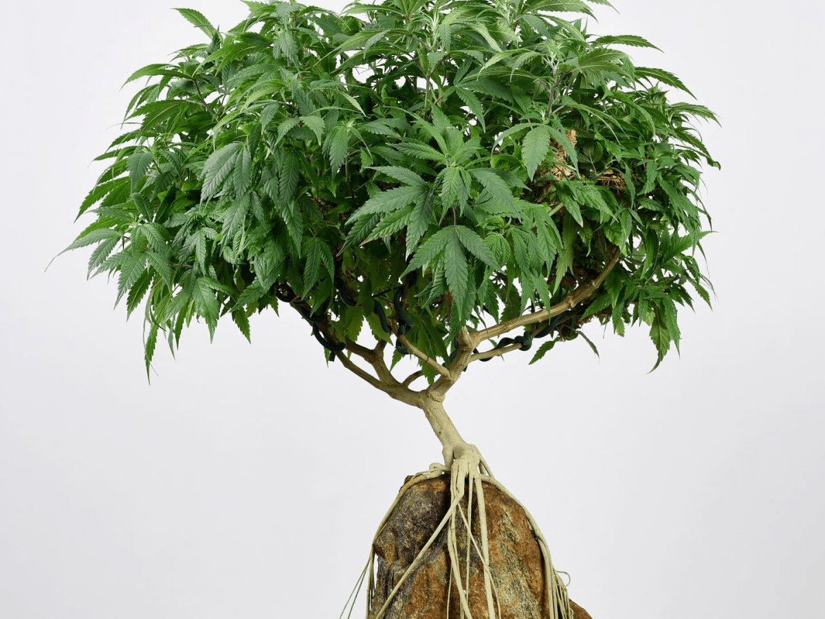 Cure the Winter Blues with a Winter&nbsp;Green